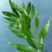 Palm Sunday 2014- Grace Present, Past, and Future (3/13/14)