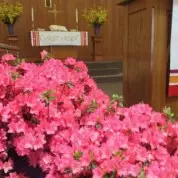 Azaleas Planted in Memory of Ed Blackman  (5/12/14)