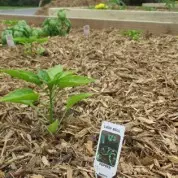 Why are there Peppers in Our Parking Lot?