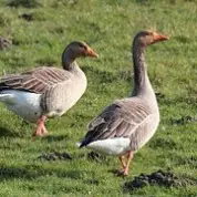 Thanksgiving Turkey & Canadian Geese (11/23/14)