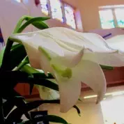 Pastors Ponderings:  Christ the Lord is Risen Today!