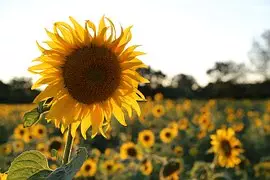 sunflower-402249__180