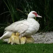 Things Moms Teach Us (5/10/15)