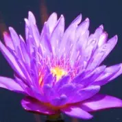 Elderberries Bloom at Longwood Gardens (5/29/15)