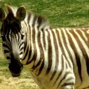 What’s Beyond the Zebras? (7/12/15)