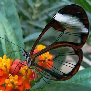 Butterfly _Facebook_300x300