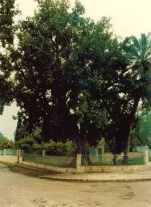 Sycamore Tree in Jericho