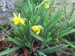 nature flowers daffodil