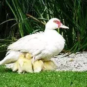 Pastors Ponderings: Hope Until the Disaster Passes